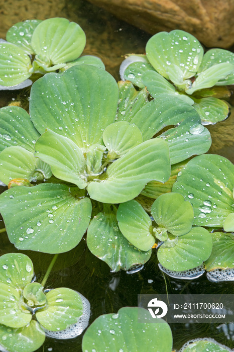 Water lettuce with glittering raindrops.