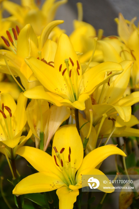 Yellow Lilies in the Garden