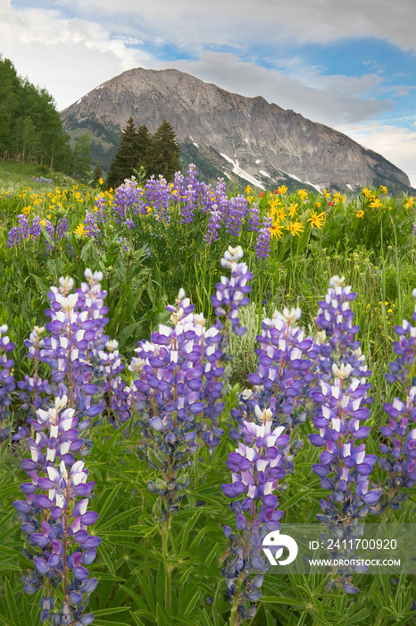 Lupine in Gothic