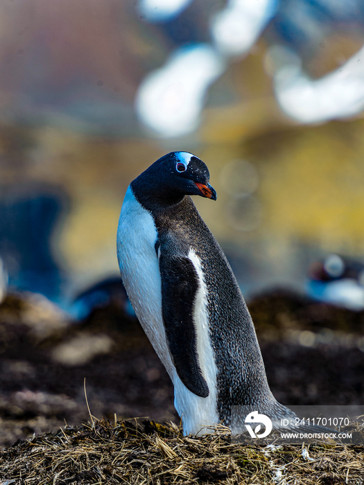 Gentoo penguin