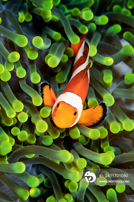 Clownfish, Amphiprion ocellaris, hiding in host sea anemone Heteractis magnifica, Wakatobi, Indonesia