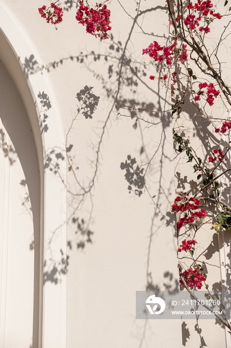 Red flower plant branches and sunlight shadow on neutral beige wall. Aesthetic floral shadow silhouette background.