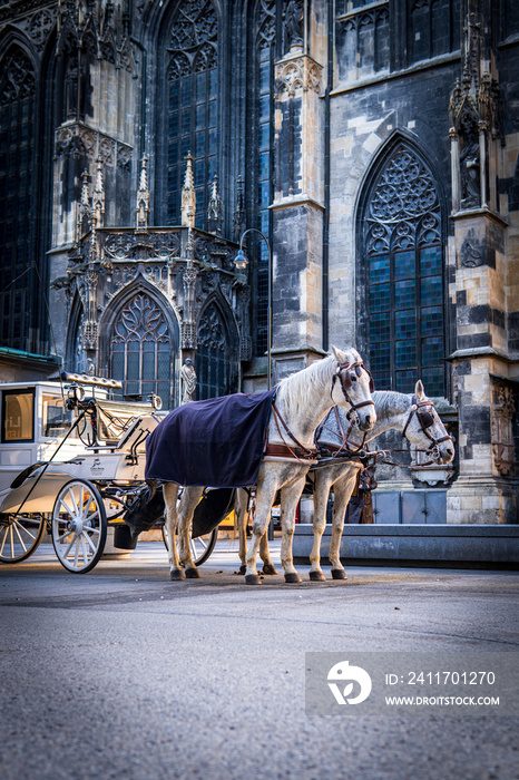 Two white horses harnessed to a carriage near St Stephen’s Cathedral, Stephansplatz. Traditional touristic transport attraction in Vienna. Golden our colors. Bottom view