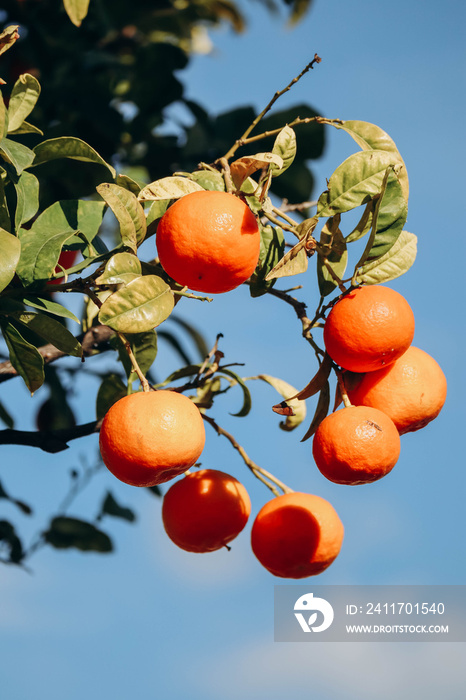 Oranges in January at on the French Riviera