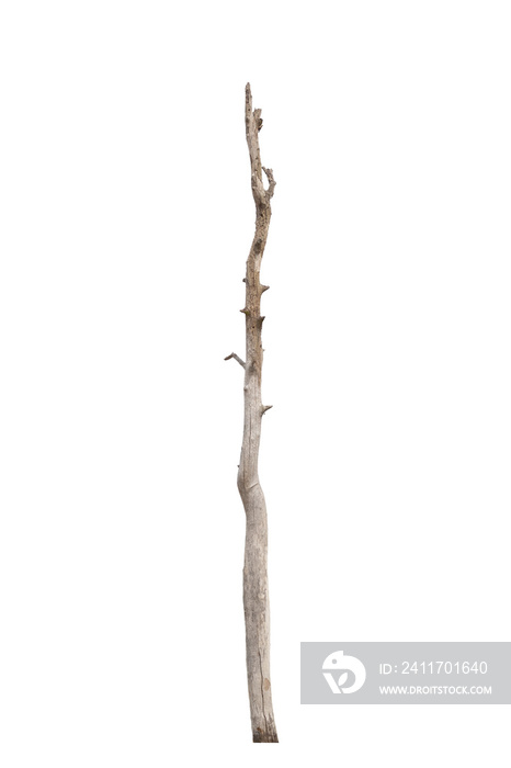 Dying trees isolated on a white background