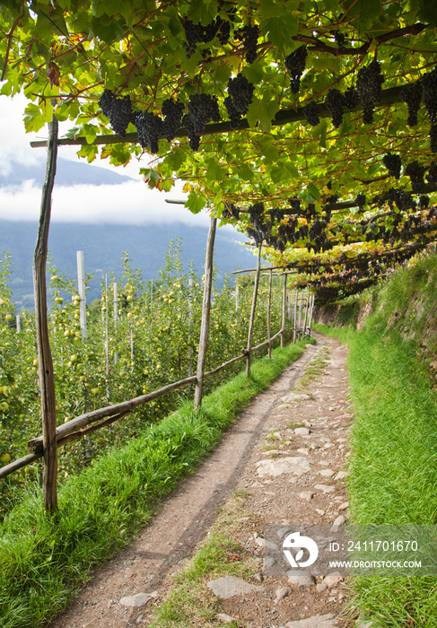 Erntezeit in Südtirol