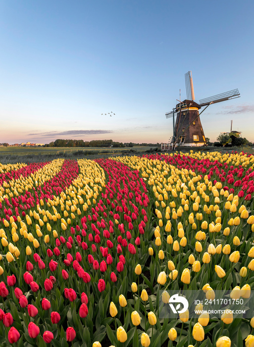 Duo color red and yellow tulips flowers blooming in curve shape against Dutch windmills during spring the rise