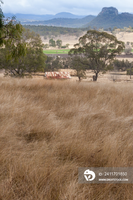 The rusty, time-worn roof of an old hayshed is almost hidden in the long grass at the edge of a remote farming community  in Queensland, Australia