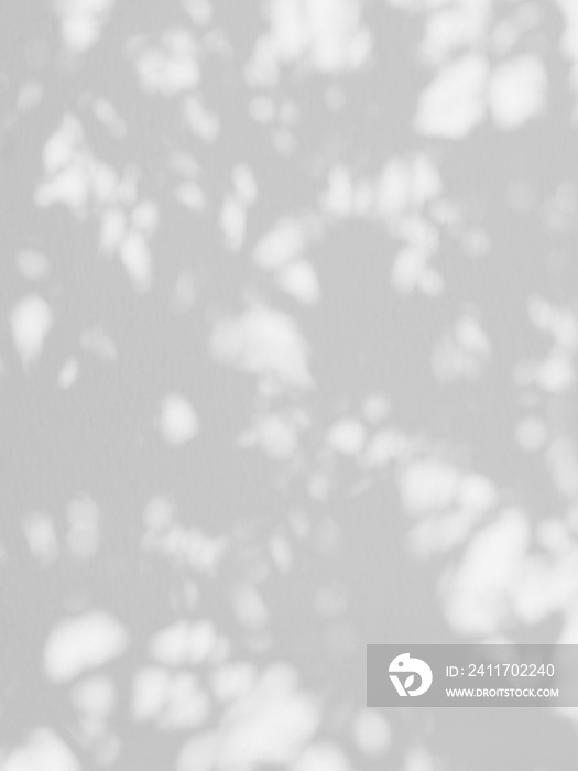 abstract shadow of leaf on white wall background