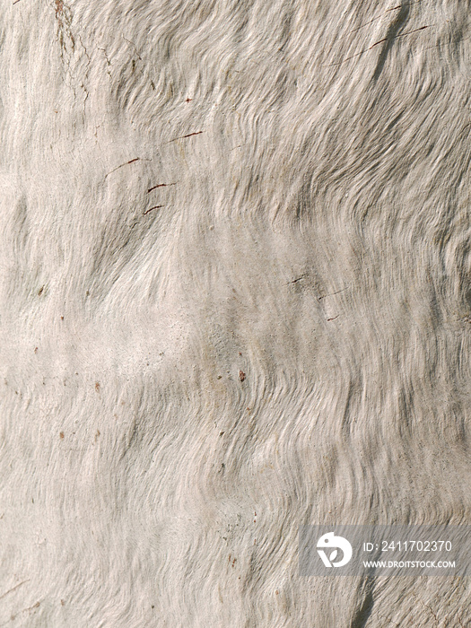 Eucalyptus tree bark texture