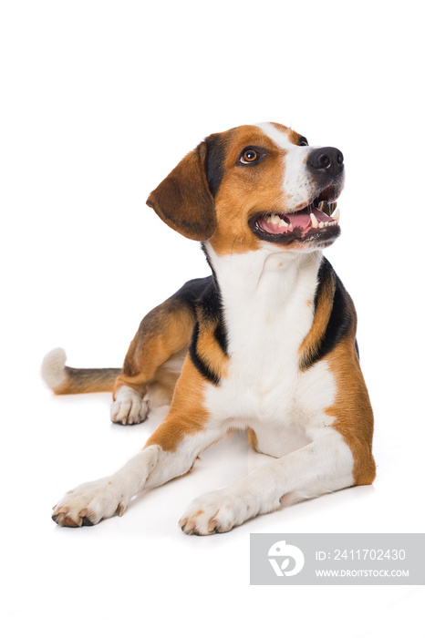 Mixed breed dog lying on white background