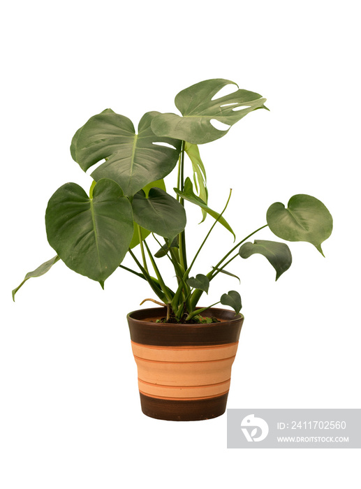 Cut out monstera plant in a pot, home decoration isolated