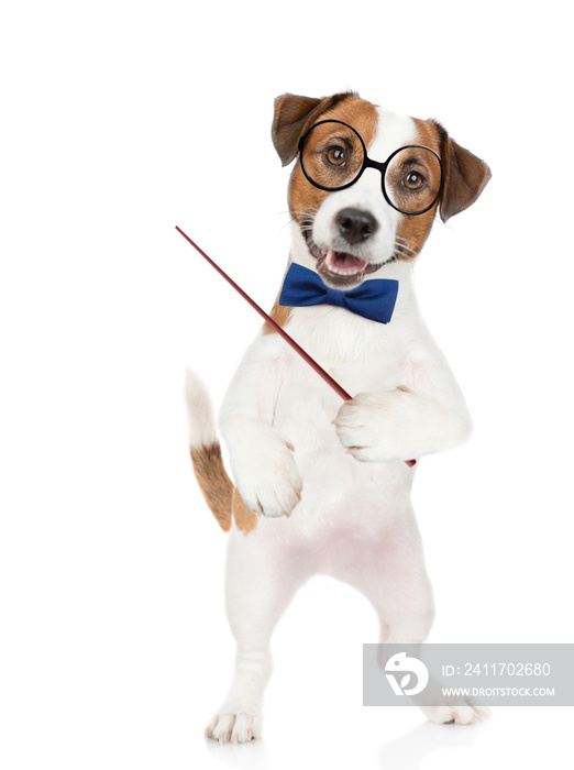 Smart Jack russell terrier puppy wearing  tie bow and eyeglasses points away on empty space. isolated on white background