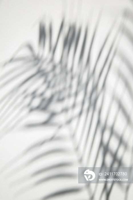 Abstract background of shadows of palm leaves on a white background.