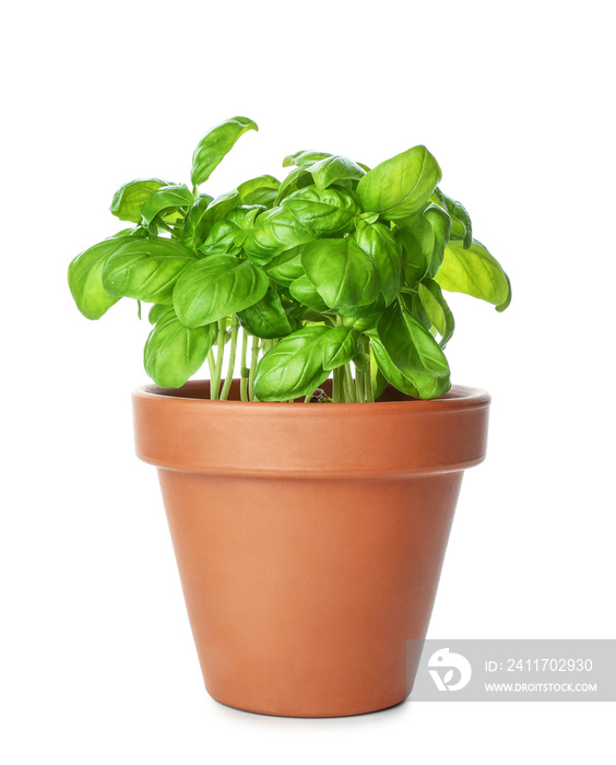 Fresh basil in pot on white background