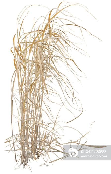 Isolated cutout PNG of dry reeds on a transparent background