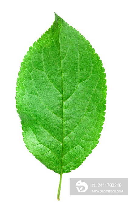 green leaf isolated