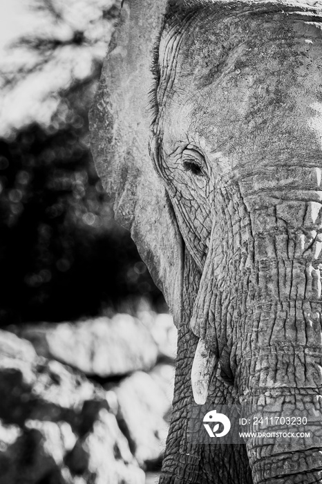 Portrait close up noir et blanc d’un grand éléphant d’Afrique