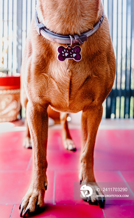 perro, busto de perro, collar de perro, pinscher, patas de perro