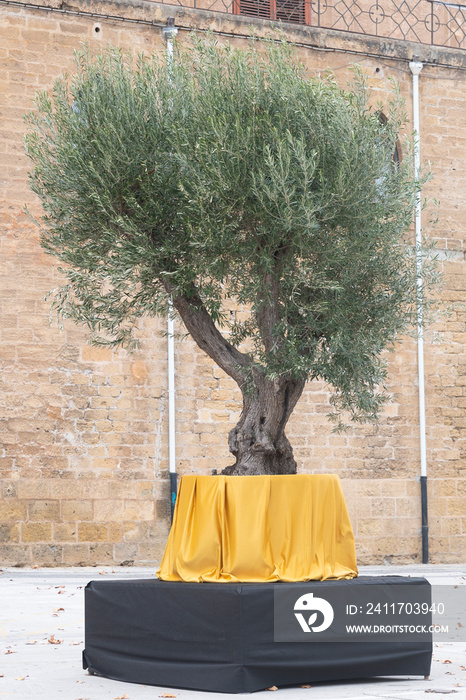 Secular olive tree in pot