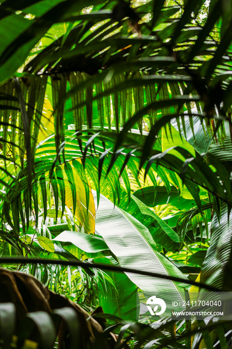 suriname jungle in amazon rainforest in south america