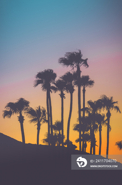 Tropical Palm Trees At Sunset