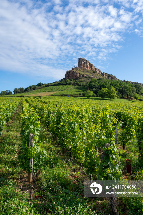 La Roche de Solutré dans le vignoble des vins de Bourgogne en Saône-et-Loire en France en été