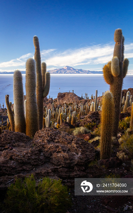 Finishing Uyuni Salt Flat tour from Incahuasi Island full of giant cactus in Bolivia