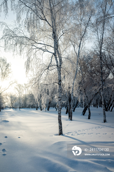 winter landscape in the forest trees covered with hoarfrost blue sky sunny day