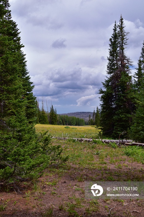 Alpine Pond Trail at Cedar Breaks National Monument views from hiking trail near Brian head and Cedar City, Utah. United States. USA