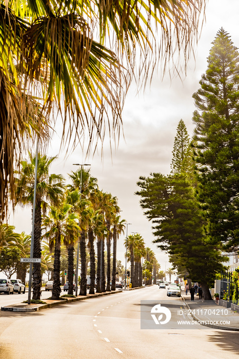 Rows of palm trees on Sea Point beach front avenue