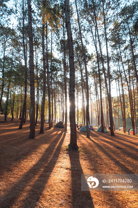 Pine forest and camping area in the morning