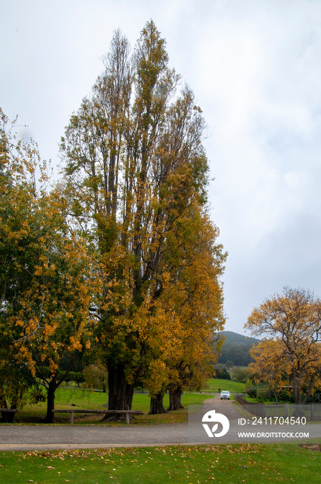 Tasman peninsular Australia, autumn rural scene with poplar trees loosing golden leaves