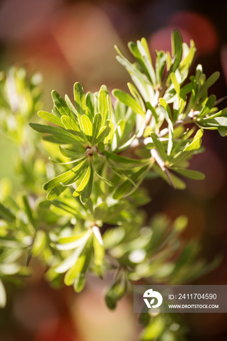 argan tree branches with leaves, soft focus, spring photo.