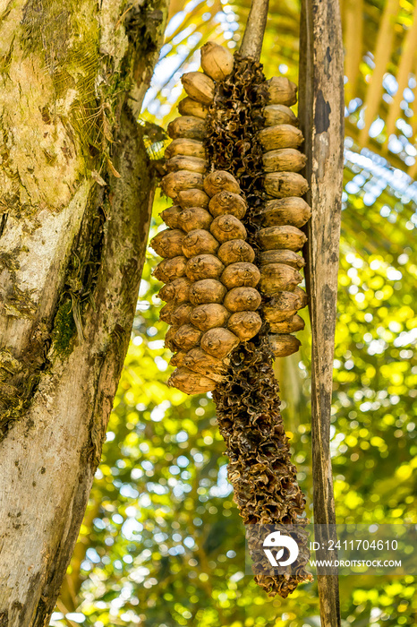 Espécie de coco conhecido como babaçu ou coco de palmeira, com sementes oleaginosas. Esse pé localizado no museu a céu aberto de Minas Gerais