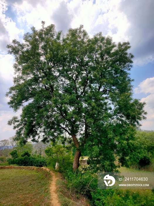 Azadirachta indica (neem) tree