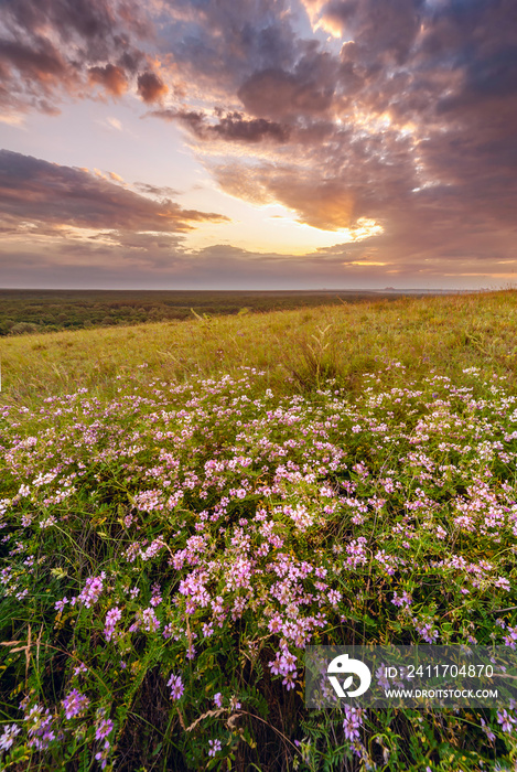 Summer landscape with flowers on sunrise