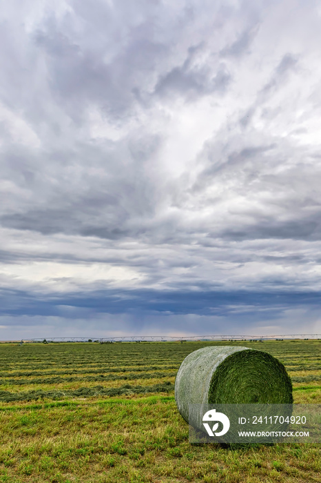 Bales of Hay in Rolls on Fields of Alfalfa