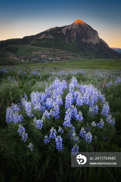 Lupine and Mt. Crested Butte