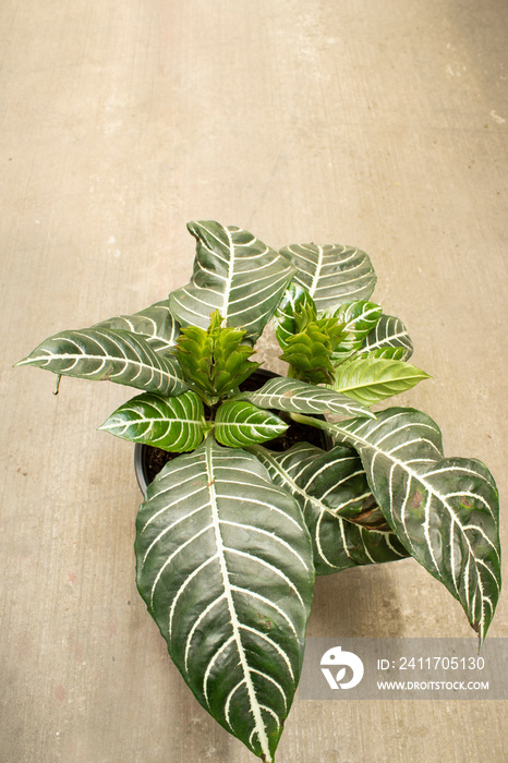 Close photo of the plant Aphelandra Squarrosa. The photo was taken from the top.