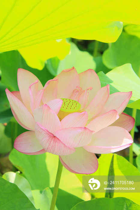 pink lotus flower