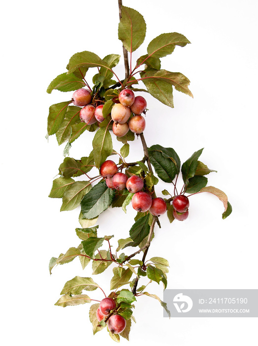 crab apple Malus purpurea tree with red fruits