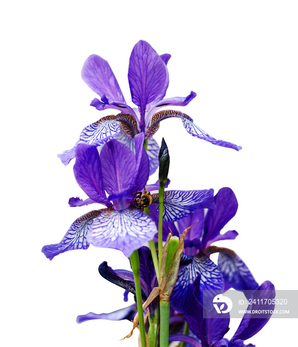 Bright violet iris, Purple Iris Flower isolated on white background.