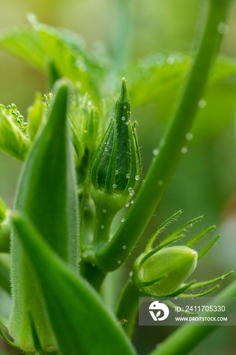 White sphere mucin produced on its leaf and bud by okra (Abelmoschus esculentus)