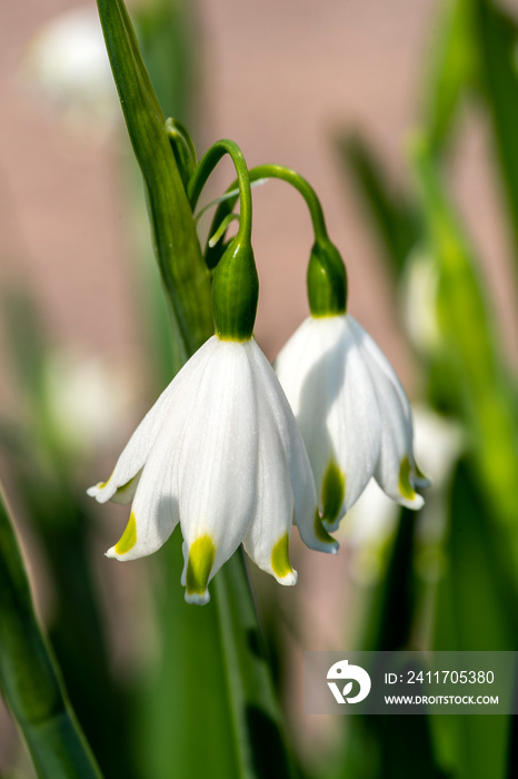 Leucojum aestivum ’Gravetye Giant’ a spring flowering plant with a white bell shaped springtime flower commonly known as summer snowflake or Loddon lily, stock photo image