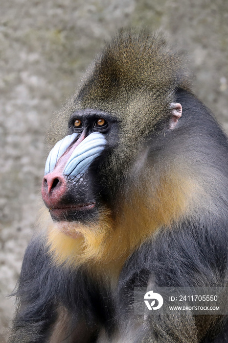 Male Mandrill