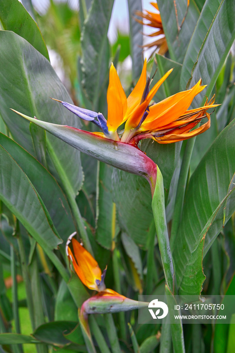 Close-up of a beautiful strelitzia, also called  bird of paradise flower .