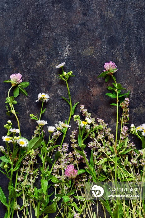 Flowers of thyme, clover, chamomile collected in a bouquet lie on a dark background. Wildflowers, herbs, Flat lay.