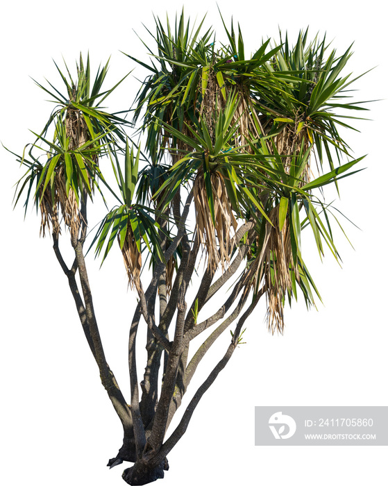 Isolated cutout of a cabbage tree on a transparent background