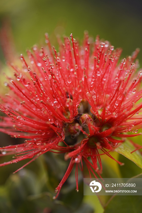 Close up of a red Ohia Lehua flower (metrosideros polymorpha), the official flower of island of Hawai’i. Vertical photo with selective focus.